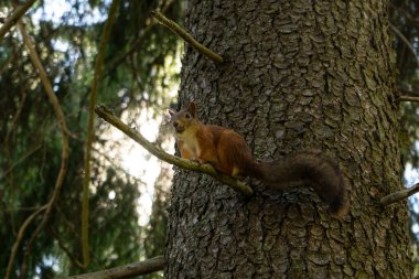 seçici odak, manuel kahverengi sincap 