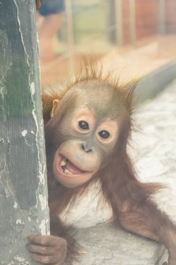 Seçici odaklanma, sevimli küçük orangutan
