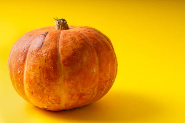 Selective Focus Small Orange Fresh Pumpkin Copyspace Blank Halloween Plain — Stock Photo, Image