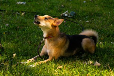 Seçici odaklanma, yeşil bir parkta yürüyüş yapan mutlu küçük köpek yavrusu. Cinsler arası bir haç