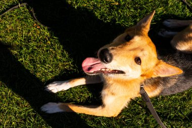 Seçici odaklanma, yeşil bir parkta yürüyüş yapan mutlu küçük köpek yavrusu. Cinsler arası bir haç