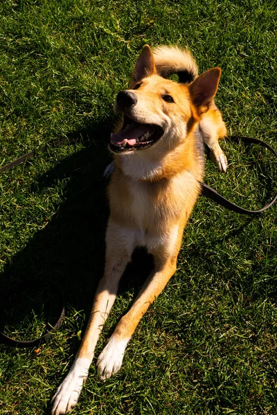 Seçici odaklanma, yeşil bir parkta yürüyüş yapan mutlu küçük köpek yavrusu. Cinsler arası bir haç