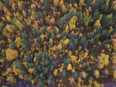 Bir sonbahar karışık ormanı üzerinde bir kuadrokopter uçurmak