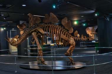 Stegosaurus iskelet uymamanın bilim merkezi. Columbus, Ohio, Amerika Birleşik Devletleri