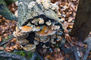 Bir ağaç üzerinde bir kereste mantar yakın çekim