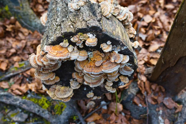 Närbild Timmer Svamp Ett Träd — Stockfoto