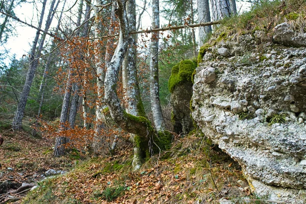 Festői Ösvény Vezet Pericnik Vízeséshez Téli Erdei Táj — Stock Fotó