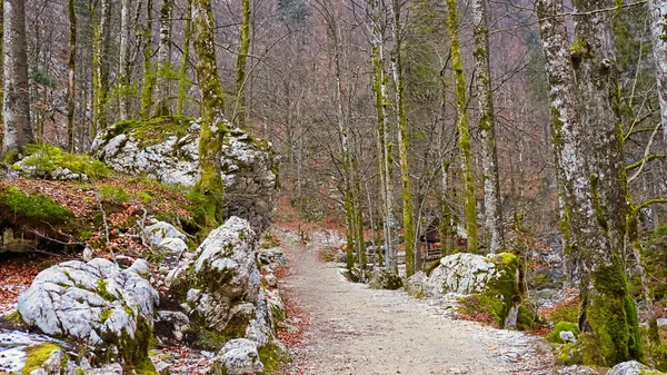 Pittoresco Sentiero Che Conduce Alla Cascata Savica Paesaggio Foresta Invernale — Foto Stock