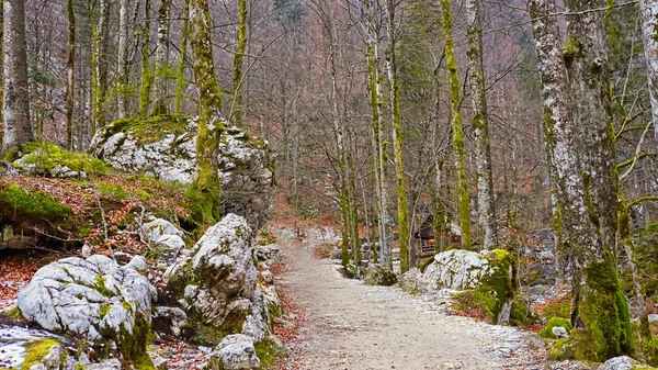 Pittoresco Sentiero Che Conduce Alla Cascata Savica Paesaggio Foresta Invernale Foto Stock Royalty Free