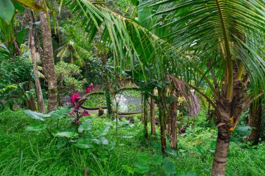 Bali ormanlarında saklı olan küçük gölet. Bali, Endonezya