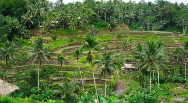 Tegalalang Rice Terrace - Bali adasında ünlü turistik yer, Endonezya