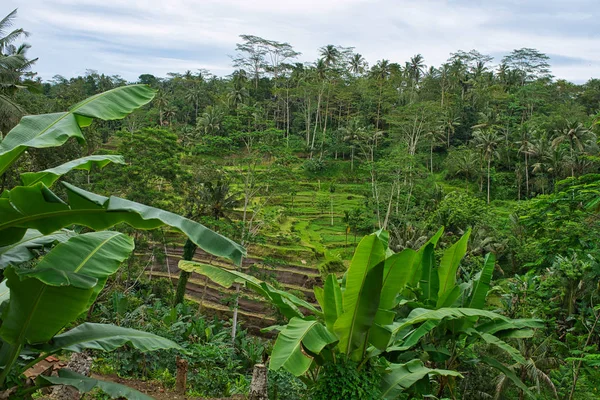 Tegalalang Rice Terrace Famoso Destino Turístico Isla Bali Indonesia — Foto de Stock