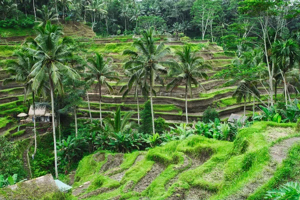 Tegalalang Rice Terrace - famous touristic destination on Bali island, Indonesia