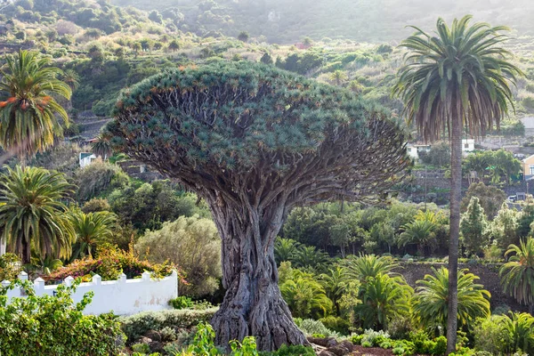 Millennial Dragon Tree Drago Growing Icod Los Vinos Tenerife Canary — Stock Photo, Image