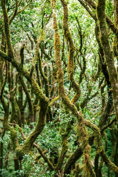 Лорел Ліс Краєвид Природа Фону Анагена Country Park Біосферного Заповідника — стокове фото