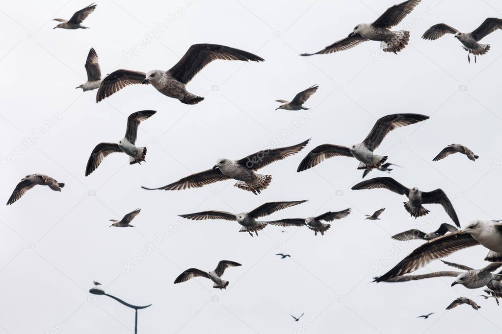 Large group of seagulls flying in sky. Nature background 