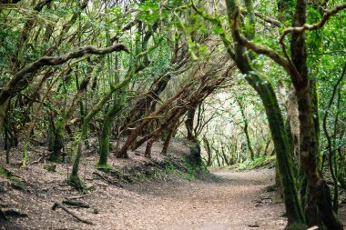 Defne orman yolda. Doğa arka plan. Anaga Country Park, biyosfer rezervi, Tenerife, Kanarya Adaları, İspanya