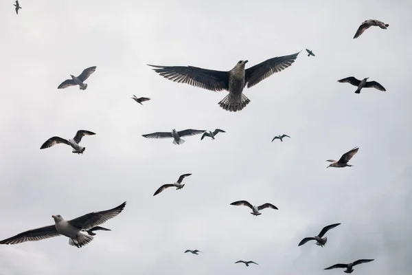 Large Group Seagulls Flying Sky Nature Background — Stock Photo, Image