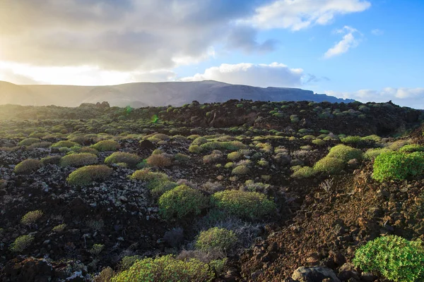 兰萨罗特景观与熔岩场覆盖的植物 加那利群岛 西班牙 — 图库照片