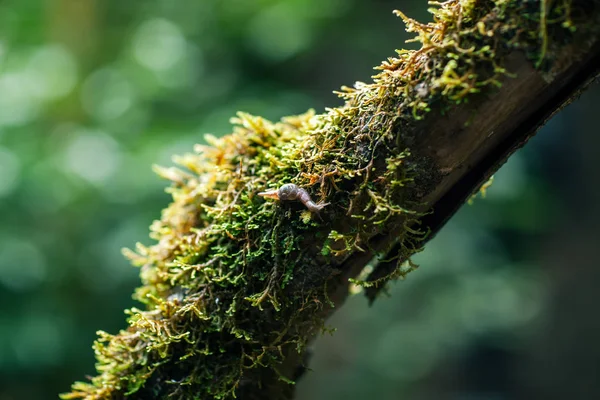 Snail Tree Branch Laurel Forest Anaga Country Park Biosphere Reserve — Stock Photo, Image