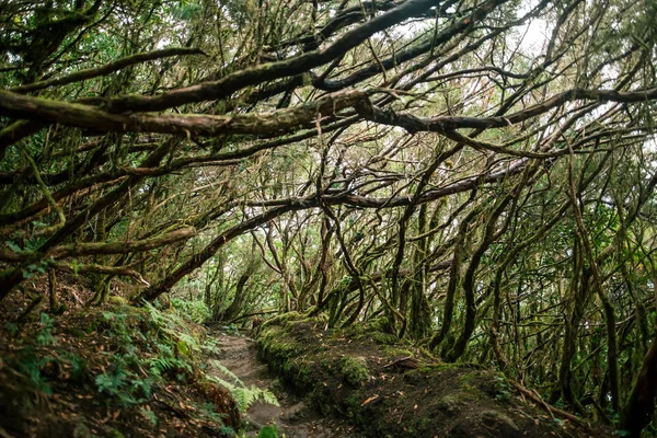 Лорел Лісовий Ландшафт Анагена Country Park Біосферного Заповідника Іспанія — стокове фото