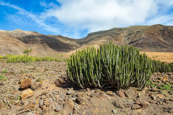 Cactus Fondo Montaña Paisaje Del Desierto — Foto de Stock