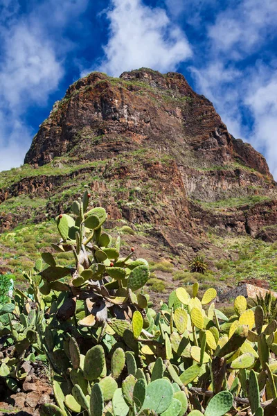 Cactus Fondo Montaña Paisaje Del Desierto — Foto de Stock