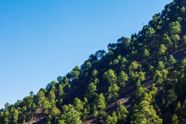  Orman Milli Parkı Tenerife, Kanarya Adaları, İspanya dağ yamacında. Doğa arka plan