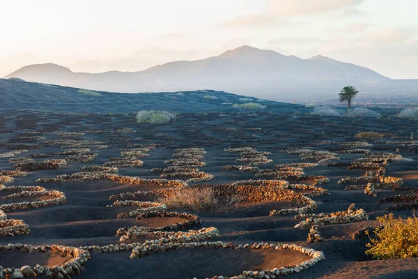 著名的独特的火山葡萄园在兰萨罗特 加那利群岛 西班牙 — 图库照片