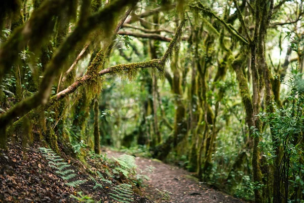 Дорога Лорел Лісу Природа Фону Анагена Country Park Біосферного Заповідника — стокове фото