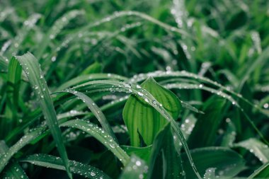 Sabah Yeşil taze çimenlerin üzerinde Çiy damlaları. Doğa arka plan