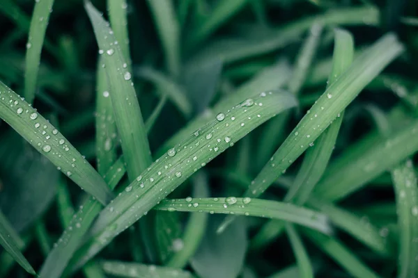 Tetes Embun Rumput Hijau Segar Pagi Hari Latar Belakang Alam — Stok Foto