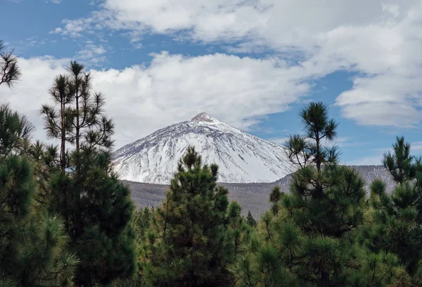 Scenic View Snow Volcano Mountain Teide Coniferous Forest Winter Nature — Stock Photo, Image