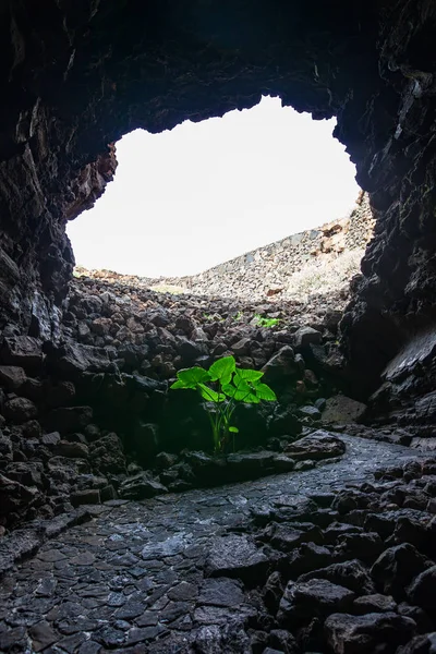 Uitgang Van Grot Licht Aan Einde Van Lava Tunnel — Stockfoto