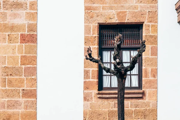 Rött Tegelvägg Med Fönster Och Träd Framför Huset — Stockfoto