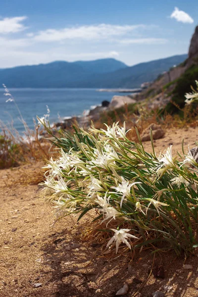 Piękne Góry Kwiat Wyspie Sardynia Włochy Tle Natura — Zdjęcie stockowe