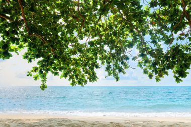 Tropikal deniz geçmişi. Deniz, kum ve mangrov ağacı                             