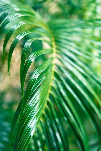 Taze Yeşil Palmiye Ağacı Yaprak Çekim Görünümü Doğa Arka Plan — Stok fotoğraf