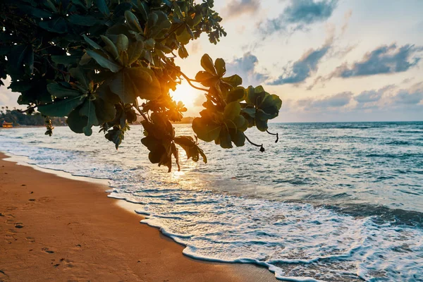 Increíble Puesta Sol Playa Manglares Tropicales Fondo Del Atardecer — Foto de Stock