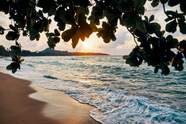 Sahilde inanılmaz gün batımı. Günbatımı arka plan ile tropikal mangrov ağaçları
