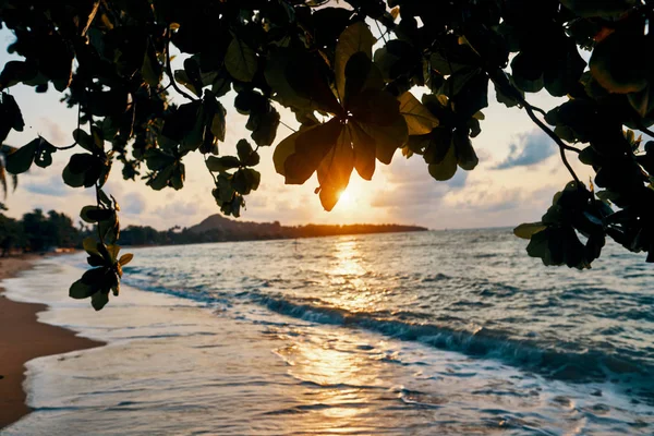 ビーチで素晴らしい夕日 夕焼けの背景を持つ熱帯マングローブの木 — ストック写真
