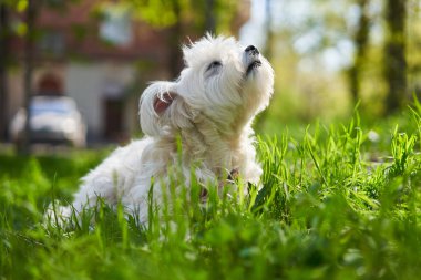 Çim açık havada Sevimli beyaz köpek 