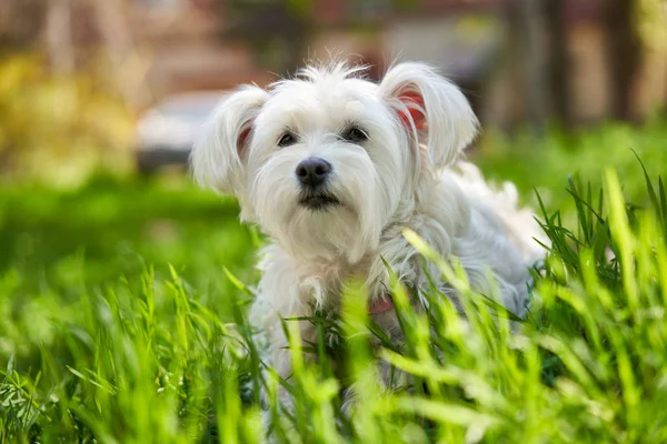 Cute White Dog Grass Outdoors — Stock Photo, Image