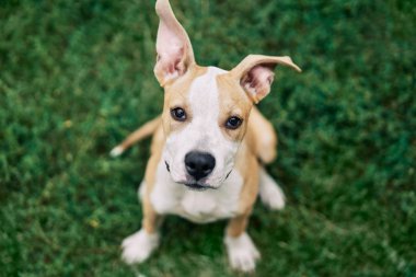 Şirin küçük Amerikan Staffordshire Terrier köpeği dışarıda yeşil çimlerde oturuyor.       