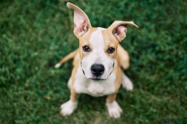 Şirin küçük Amerikan Staffordshire Terrier köpeği dışarıda yeşil çimlerde oturuyor.       