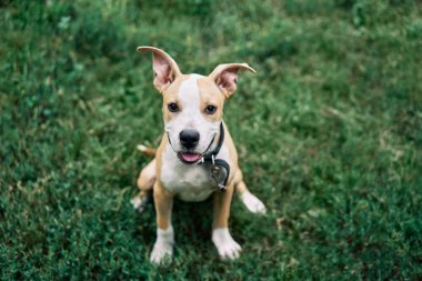 Şirin küçük Amerikan Staffordshire Terrier köpeği dışarıda yeşil çimlerde oturuyor.       