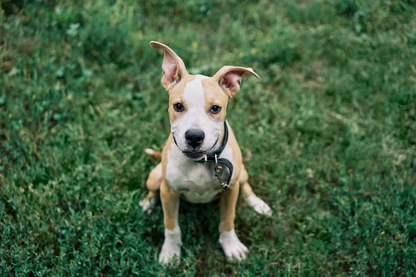 Lindo Pequeño Americano Staffordshire Terrier Cachorro Sentado Aire Libre Verde —  Fotos de Stock