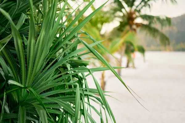 Hermosas hojas tropicales naturaleza fondo — Foto de Stock