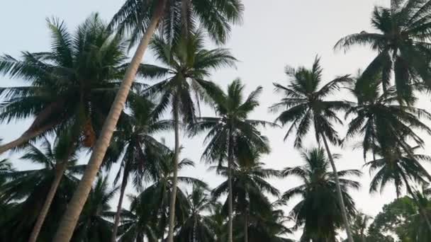 Kilátás fel, alsó nézet a pálmafák a trópusi szigeten — Stock videók