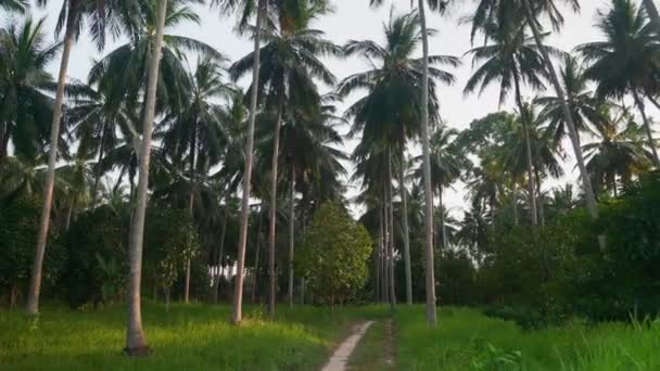 Tropikal adadaki palmiye ağaçları arasında uçarak — Stok video